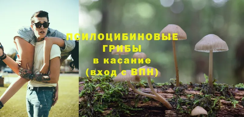 Псилоцибиновые грибы Psilocybe  Белозерск 